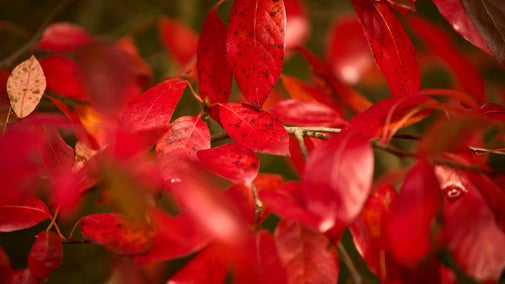 Close-up of vivid red autumn leaves on a shrub at Lanhydrock, some speckled with dark spots, against a softly blurred background.
